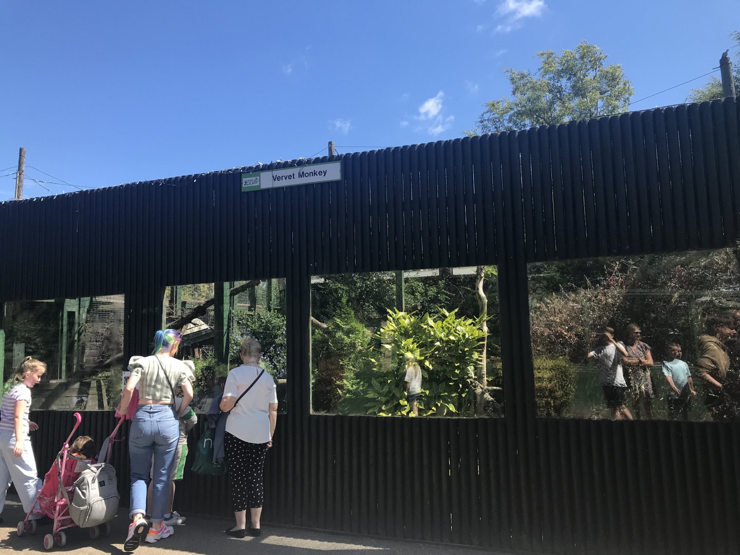 Vervet monkey enclosure