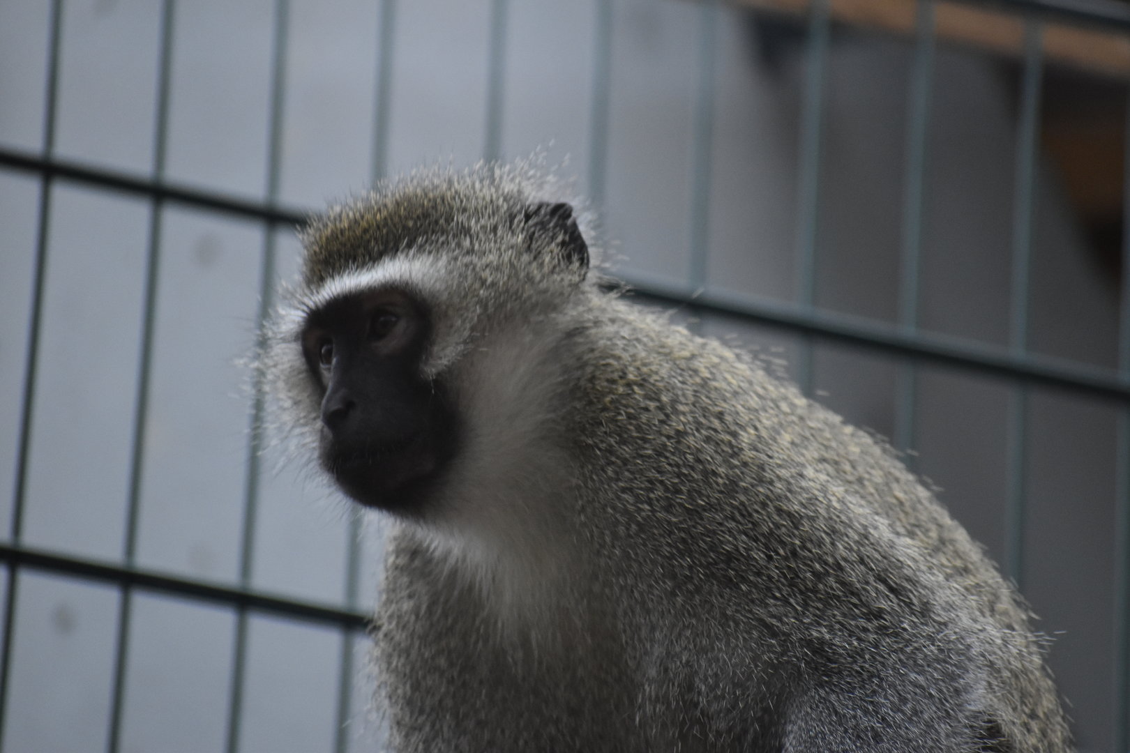Vervet monkey - Espace zoologique de Saint Martin la Plaine 2023