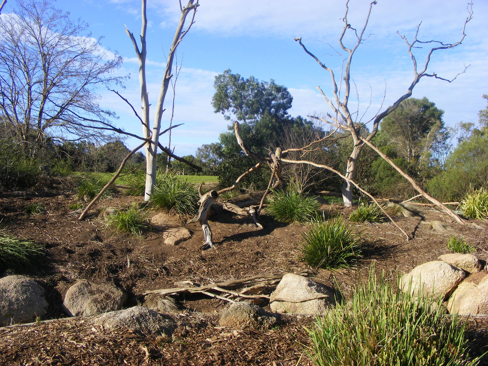 Vervet Monkey Exhibit - July, 2009