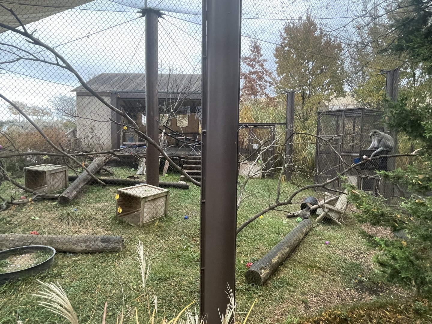 Vervet Monkey Exhibit- October 2023