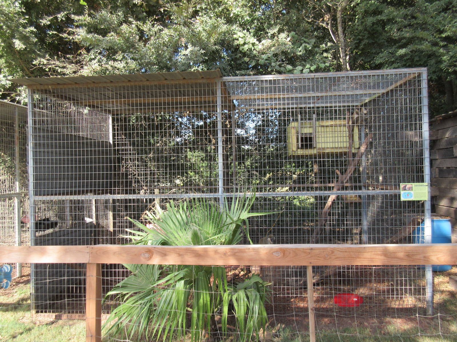 Vervet Monkey Exhibit