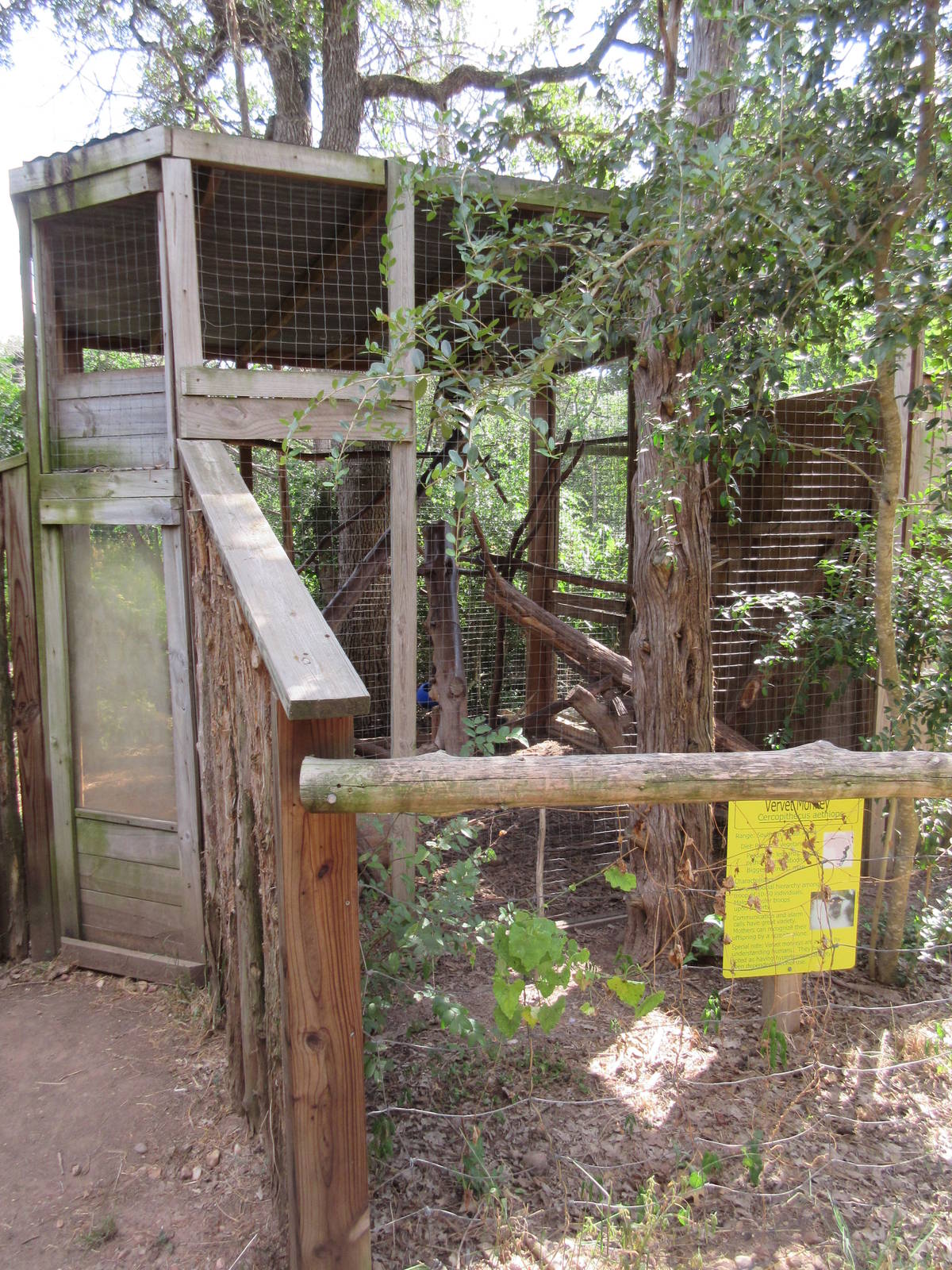 Vervet Monkey Exhibit