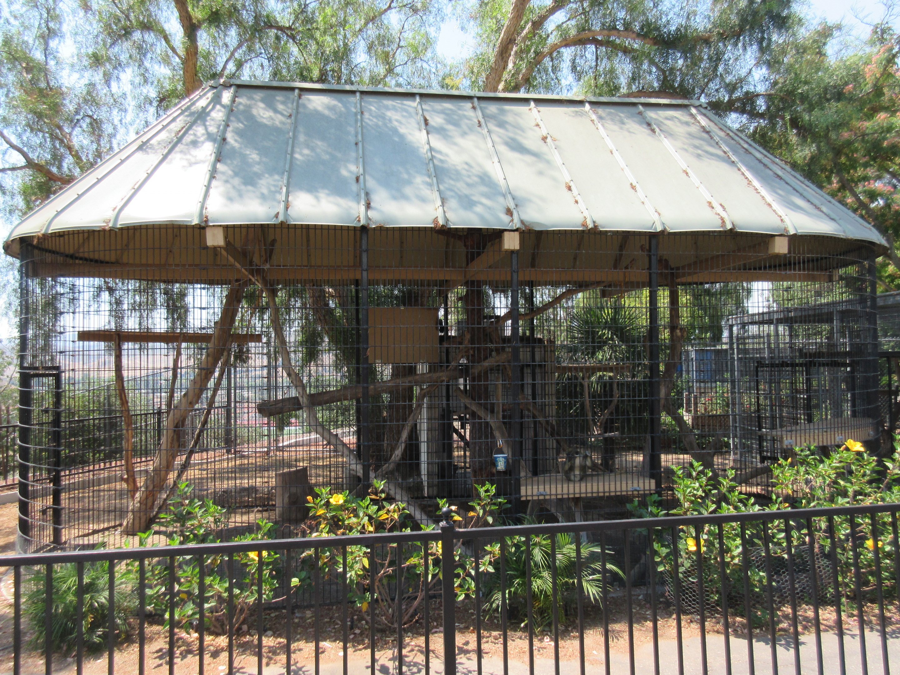 Vervet Monkey Exhibit