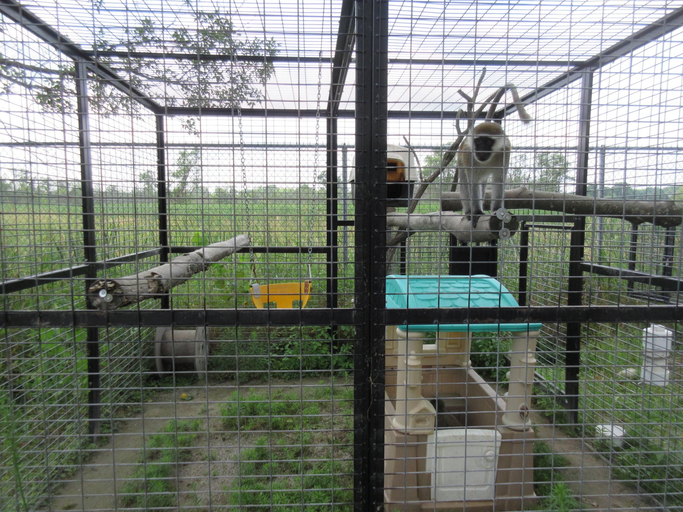 Vervet Monkey Exhibit