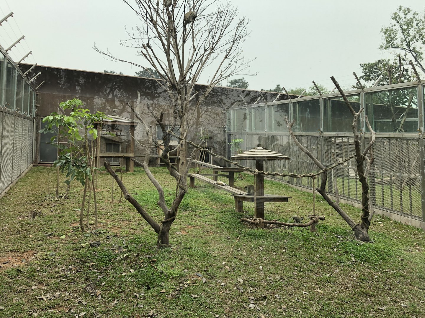 Vervet Monkey Exhibit