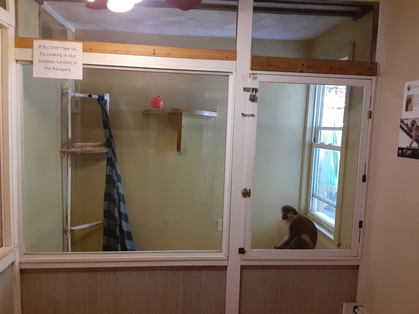 "Vervet" monkey exhibit