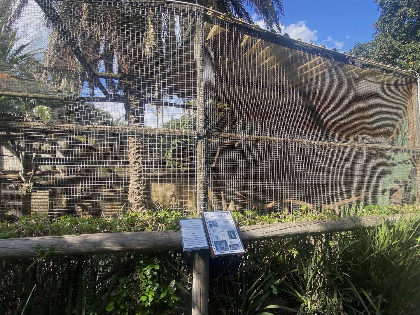 Vervet Monkey Exhibit