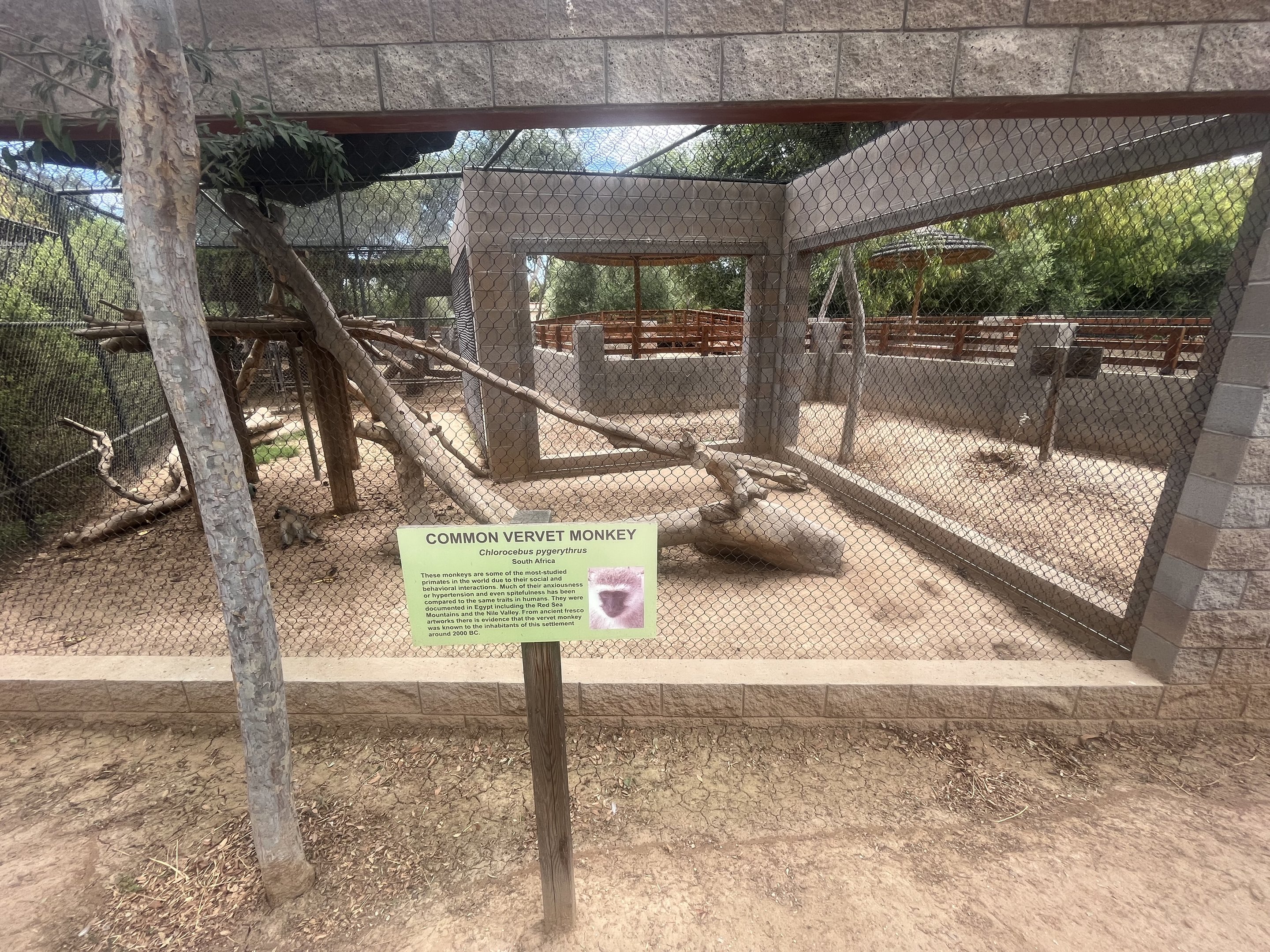 Vervet Monkey Exhibit