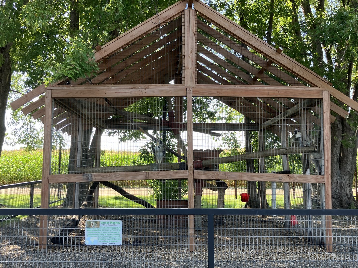 Vervet Monkey Exhibit