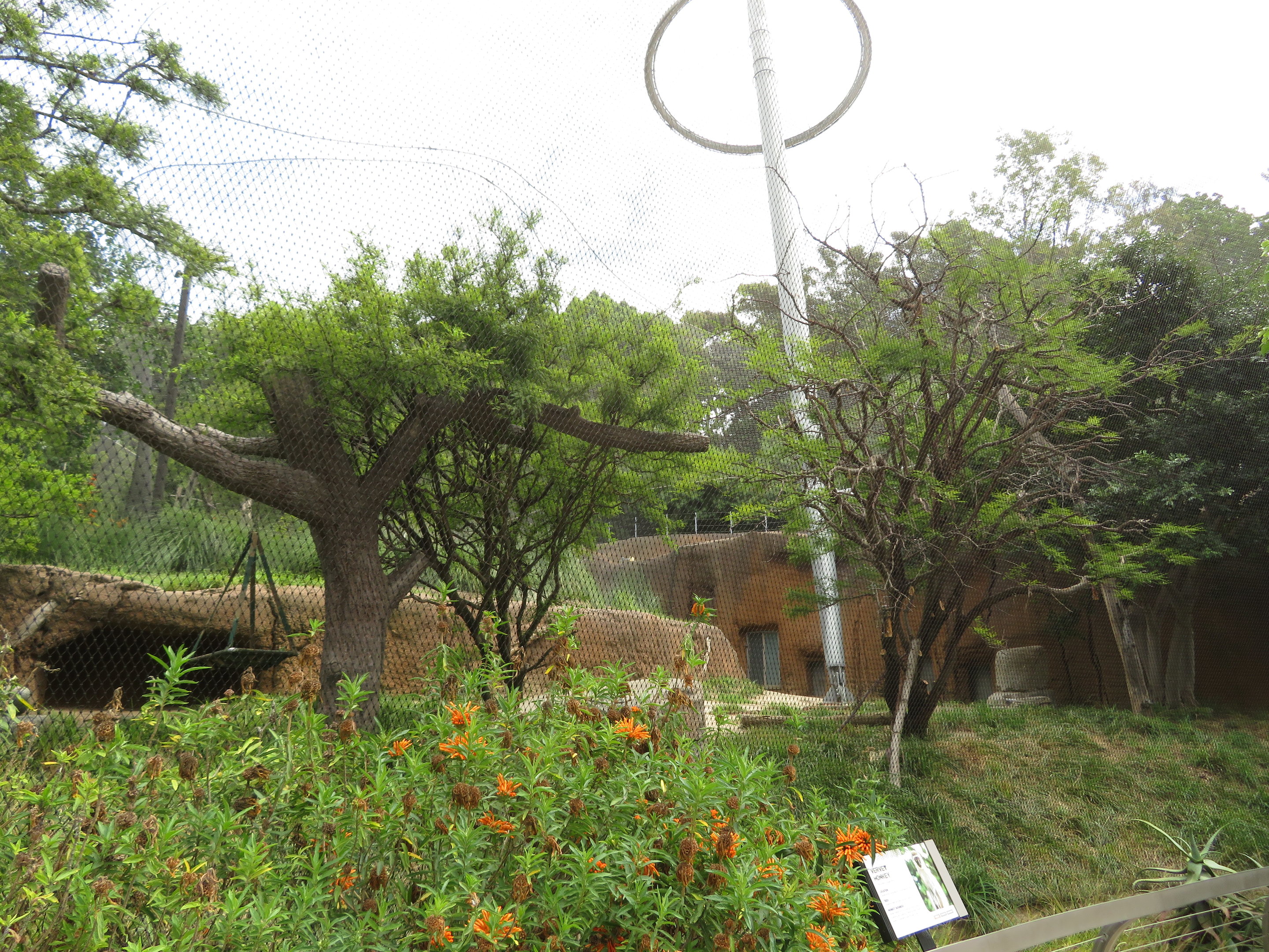 Vervet Monkey Exhibit