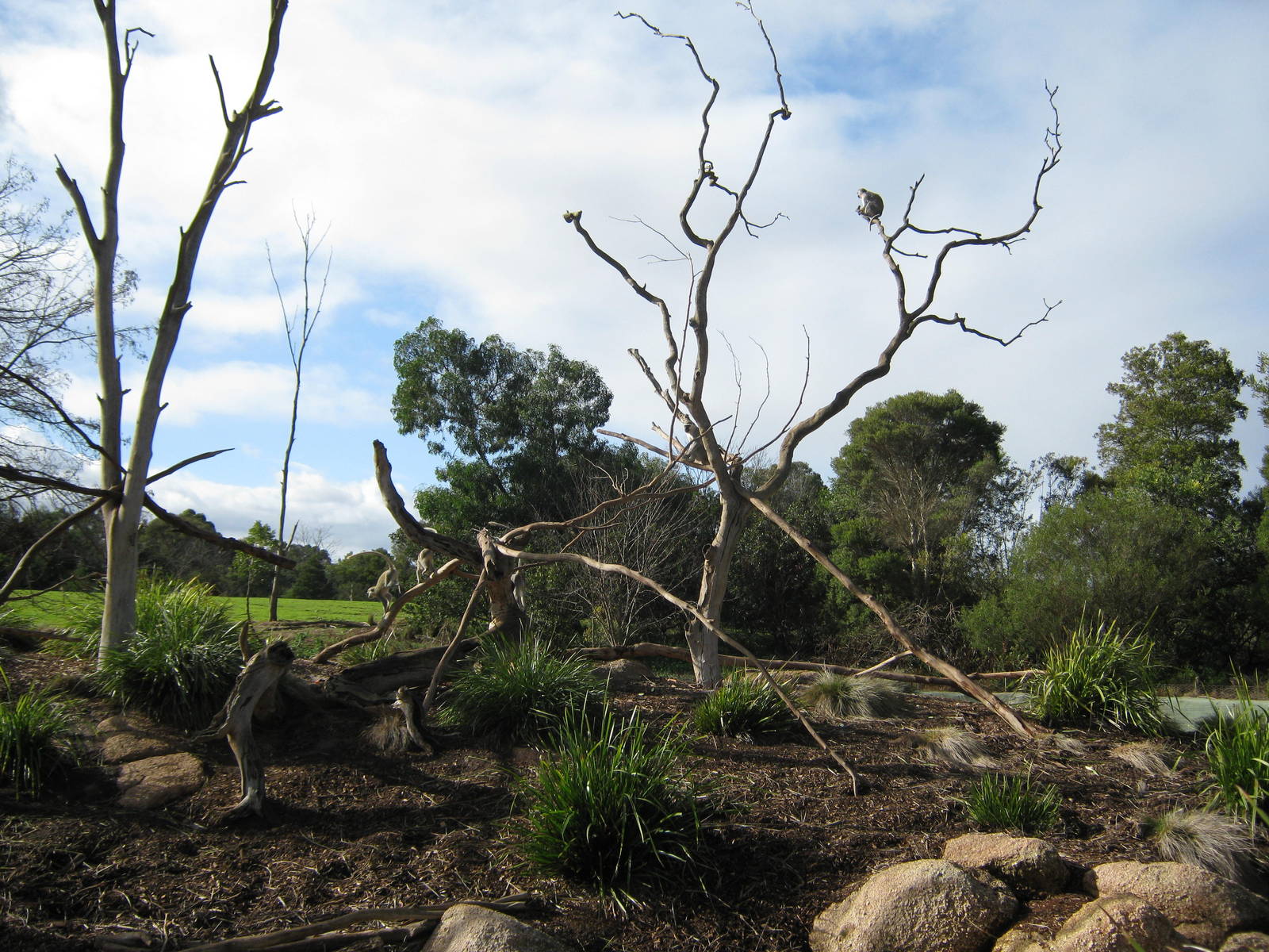 Vervet Monkey Exhibit