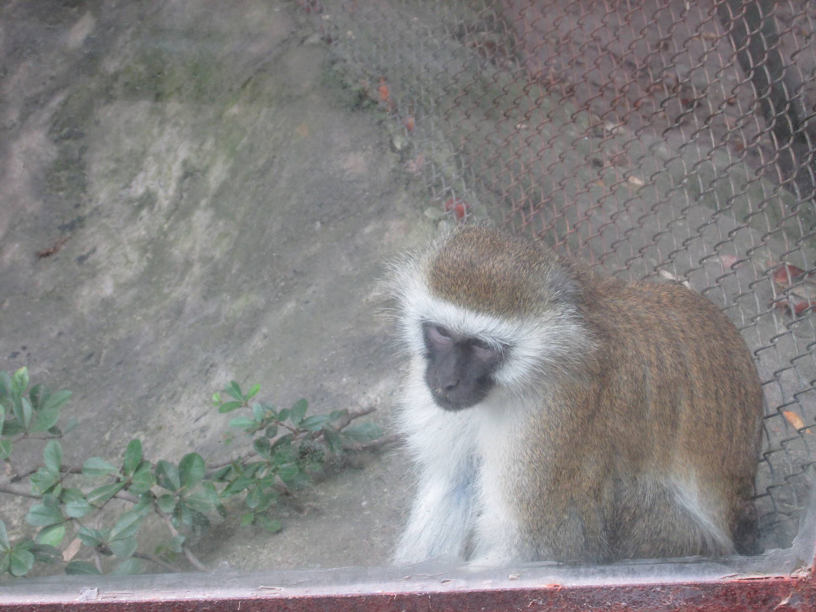 vervet monkey guadalajara zoo