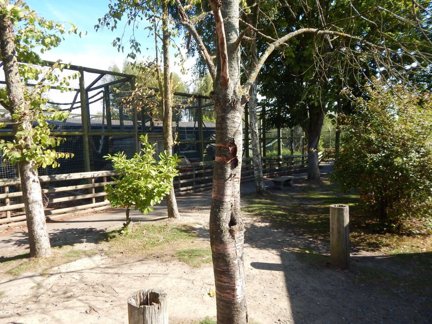 Vervet monkey habitat 030924