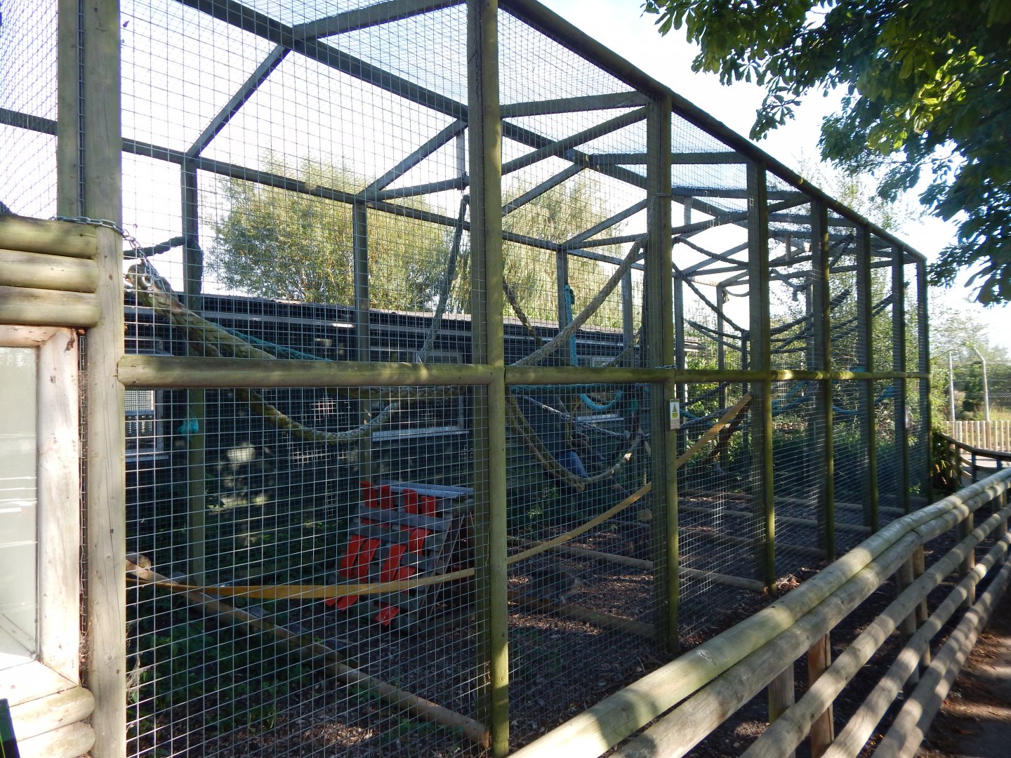 Vervet monkey habitat 030964