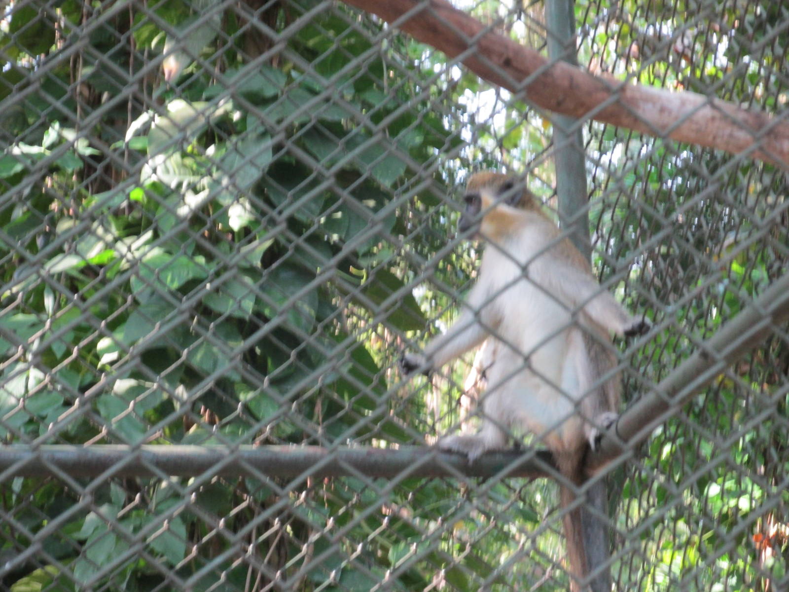 vervet monkey havana zoo