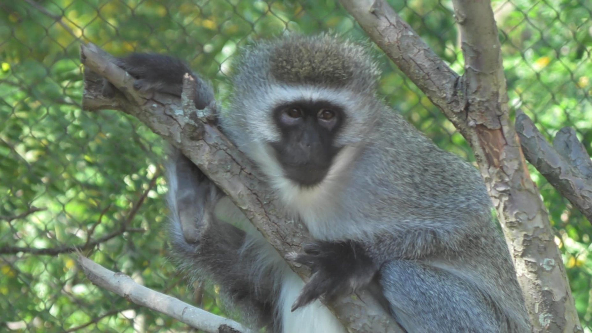 Vervet monkey in a tree
