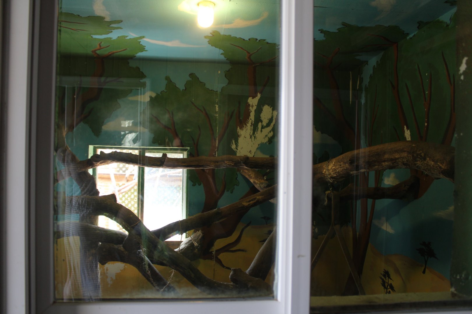 Vervet Monkey Indoor Exhibit