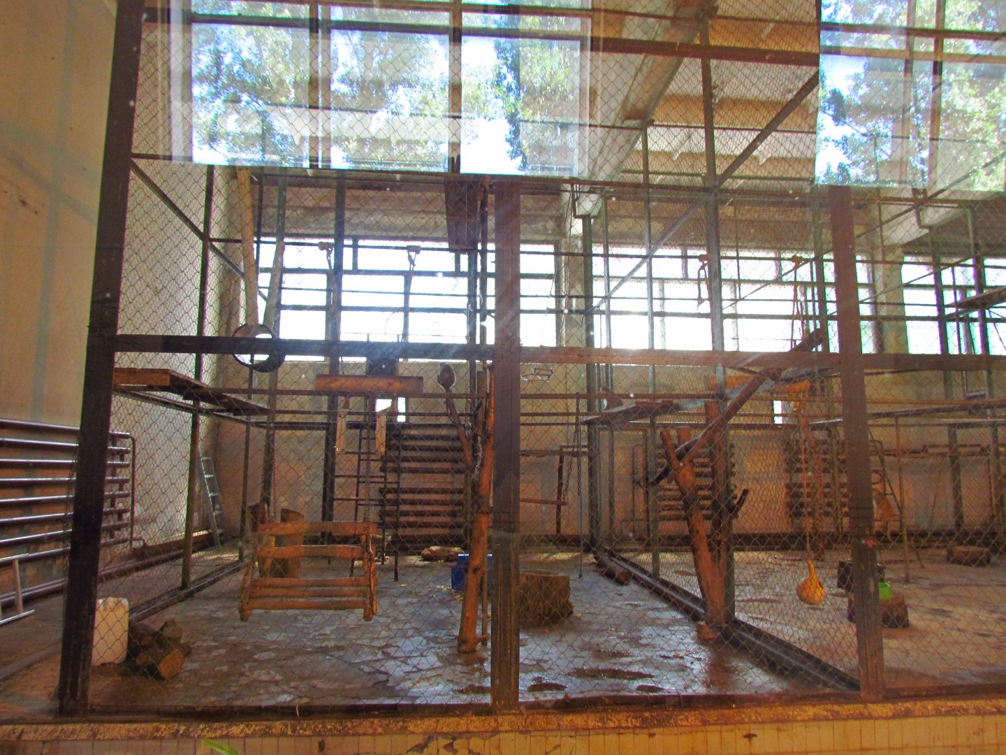 Vervet monkey indoor exhibit