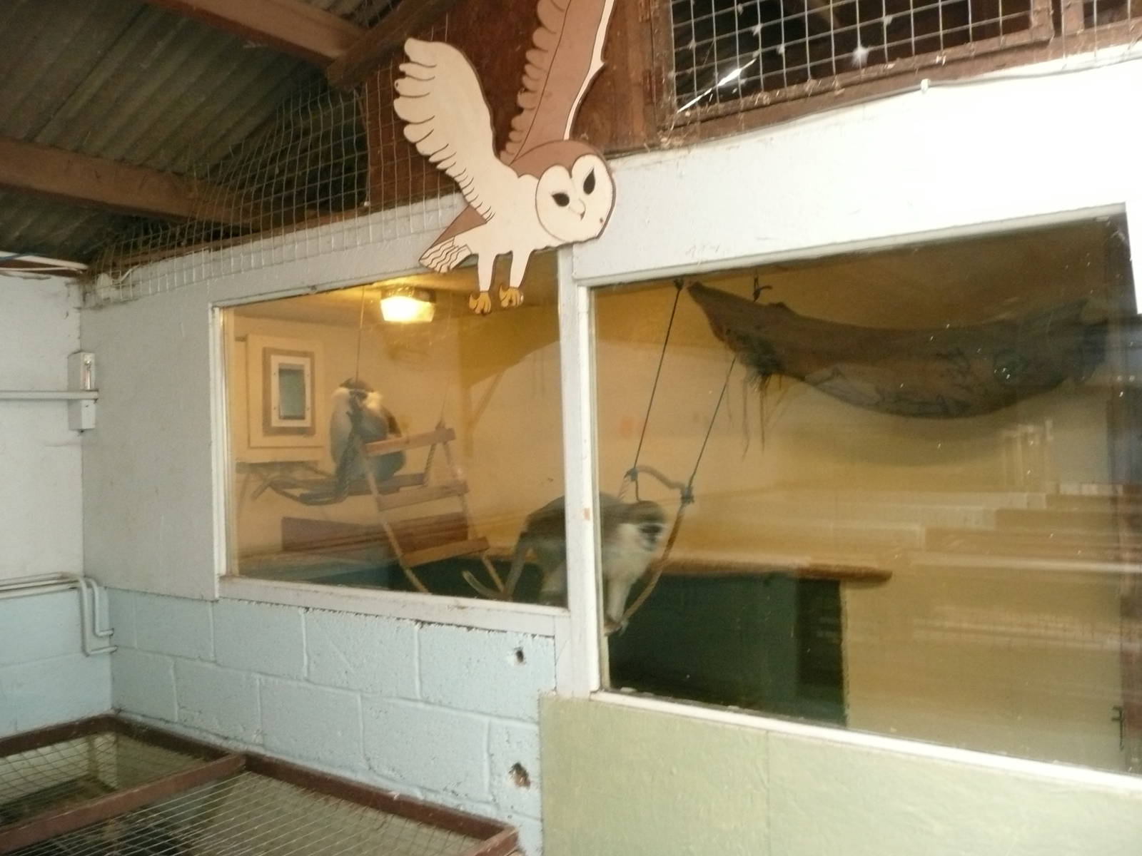 Vervet monkey indoor housing