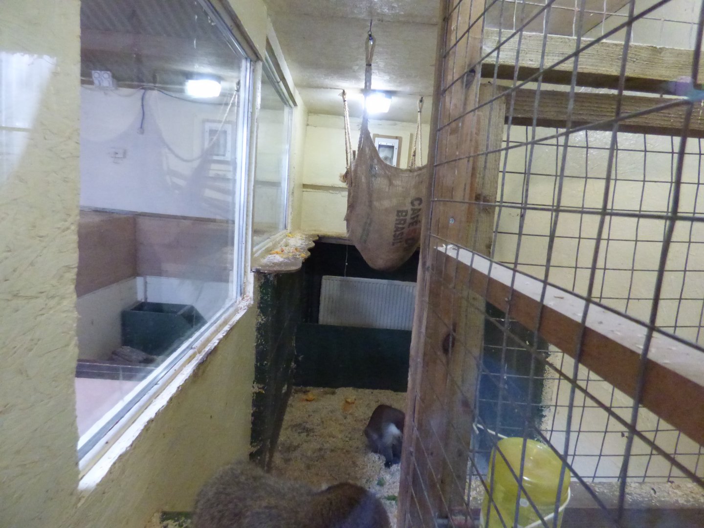 Vervet Monkey Indoor