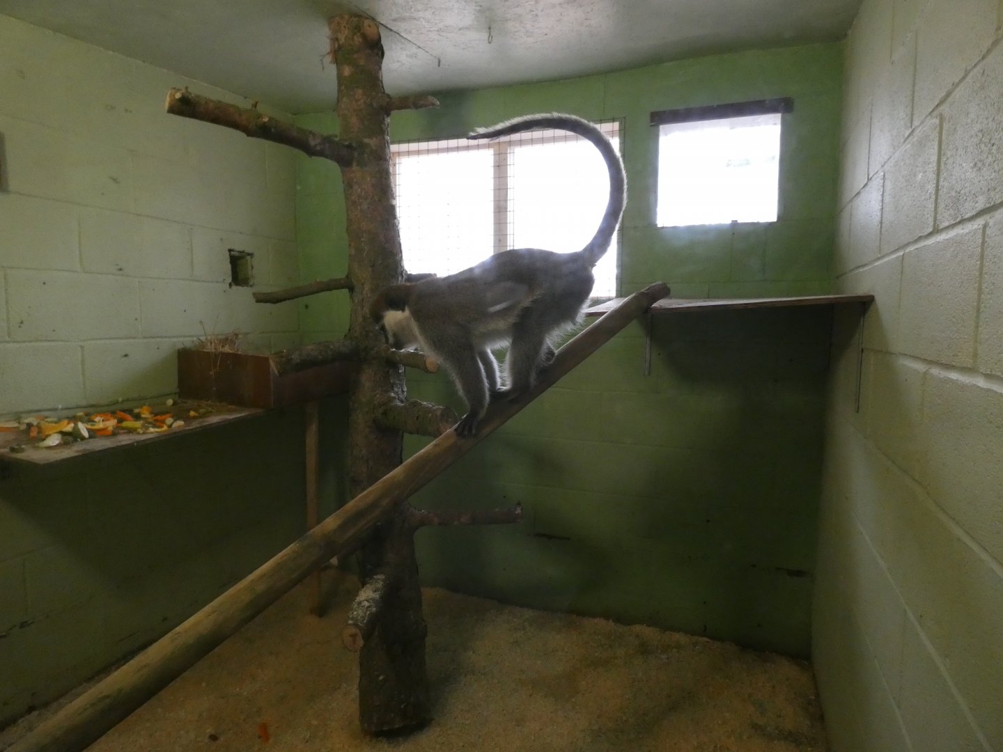 Vervet Monkey Indoors