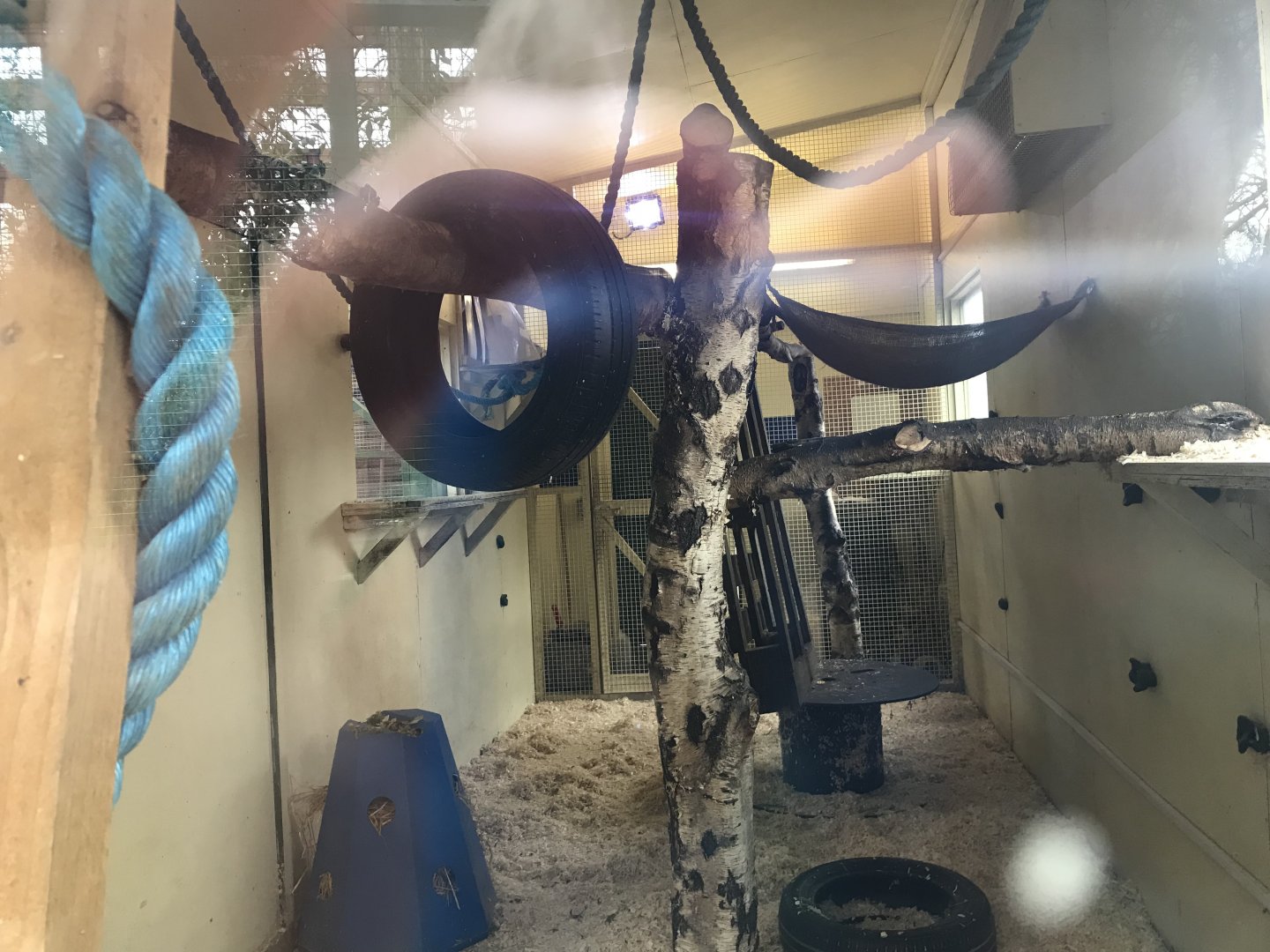 Vervet monkey indoors