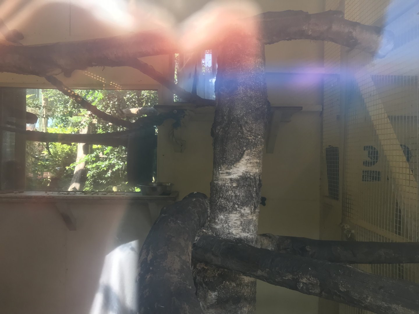 Vervet monkey indoors