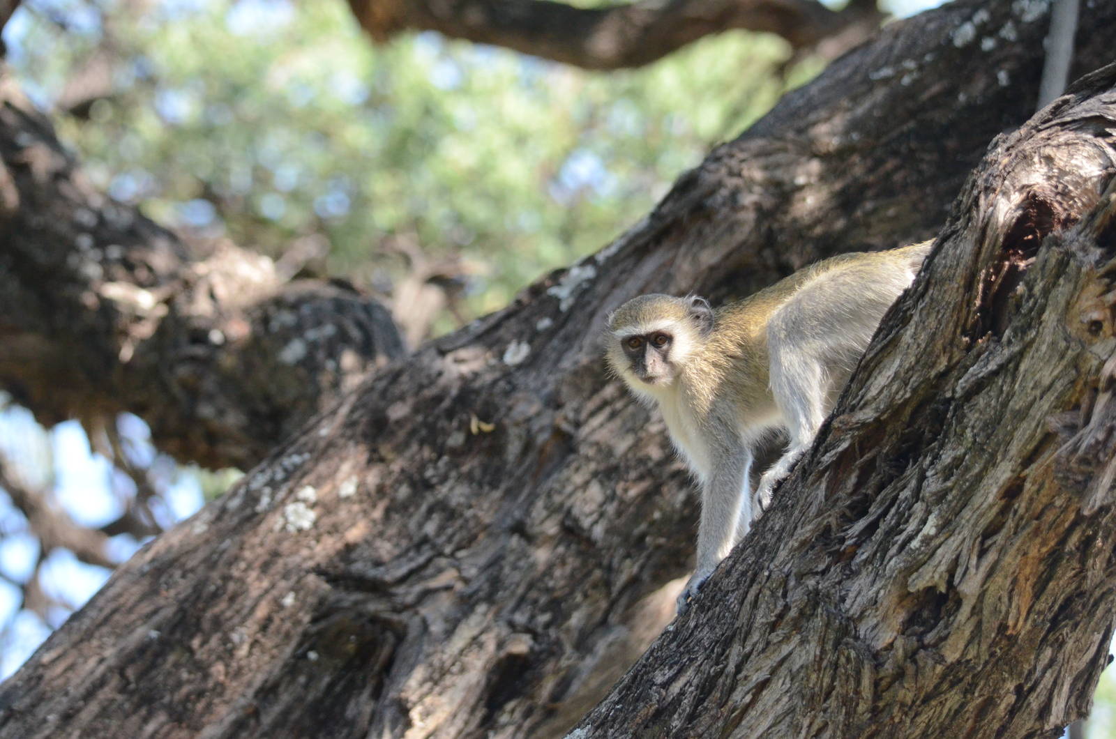 Vervet Monkey, Khwai Community Area, Botswana, 25/04/16