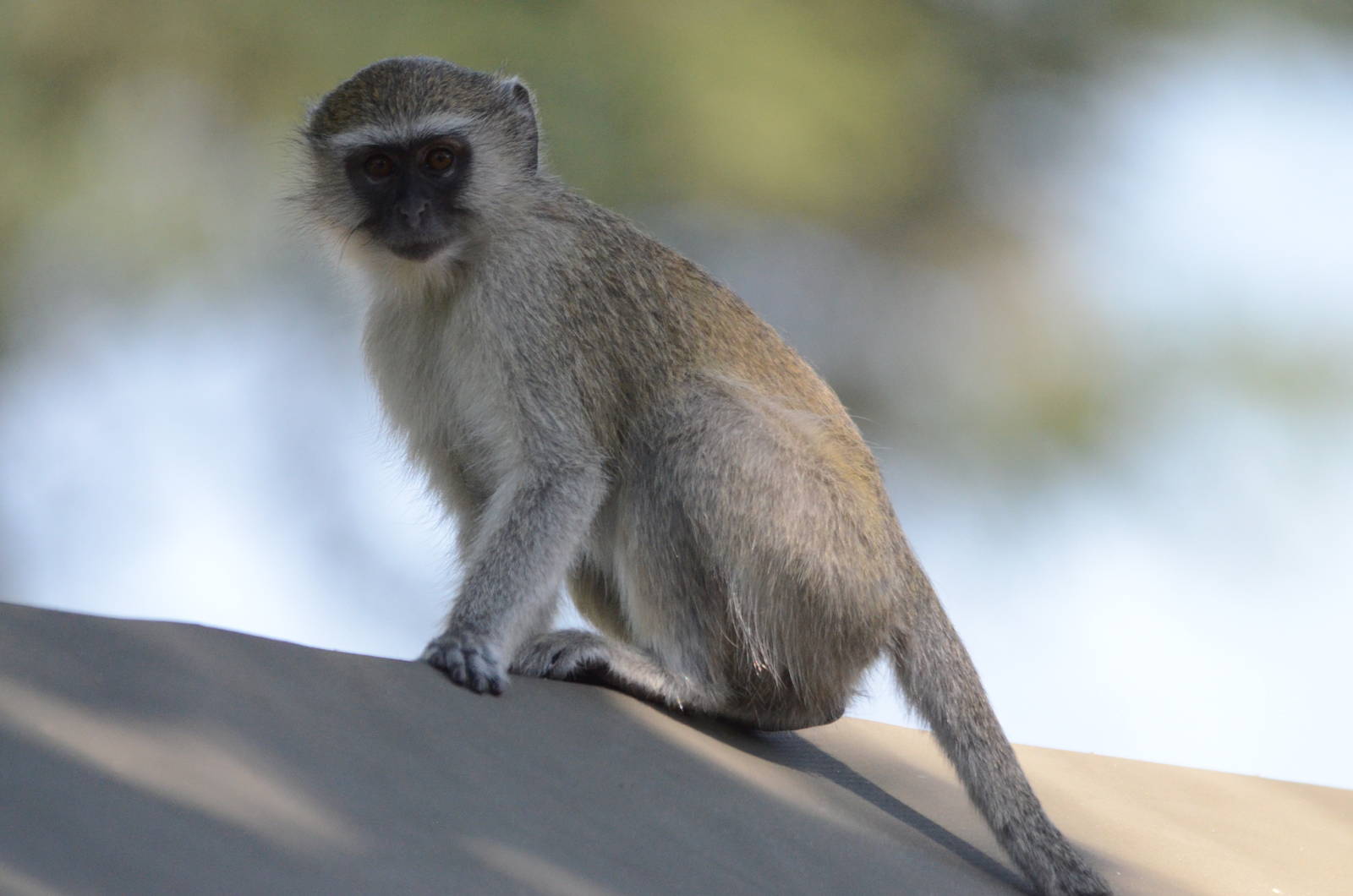 Vervet Monkey, Khwai Community Area, Botswana, 25/04/16