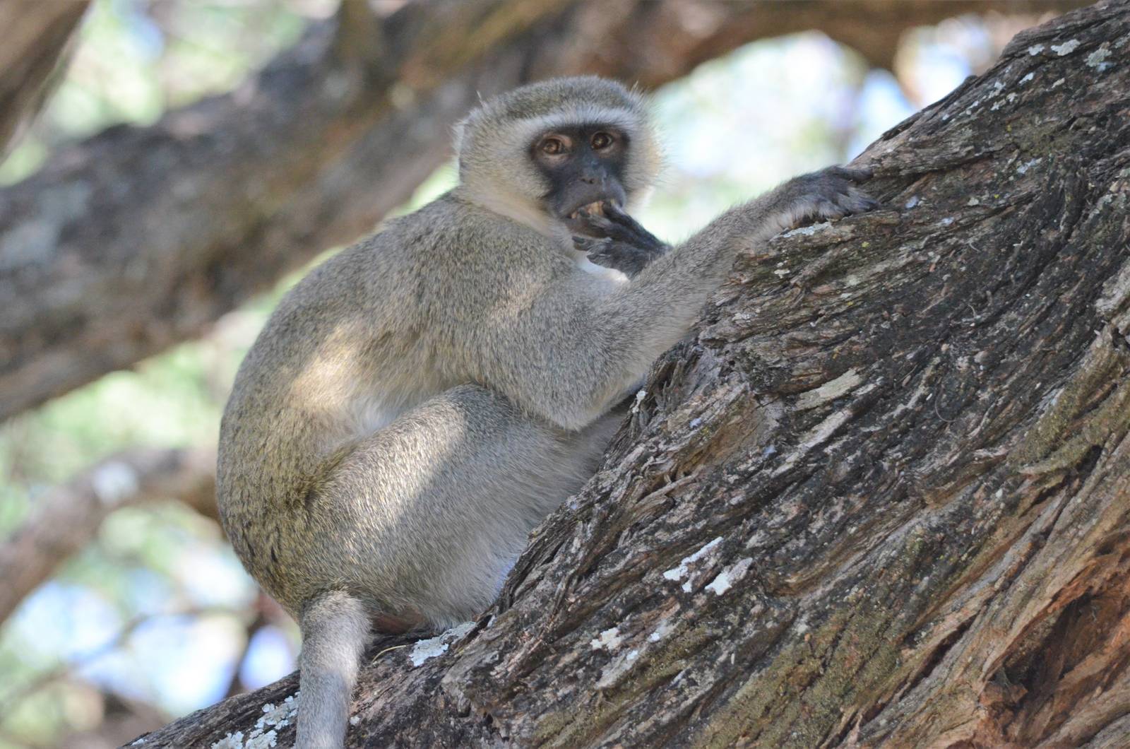 Vervet Monkey, Khwai Community Area, Botswana, 25/04/16