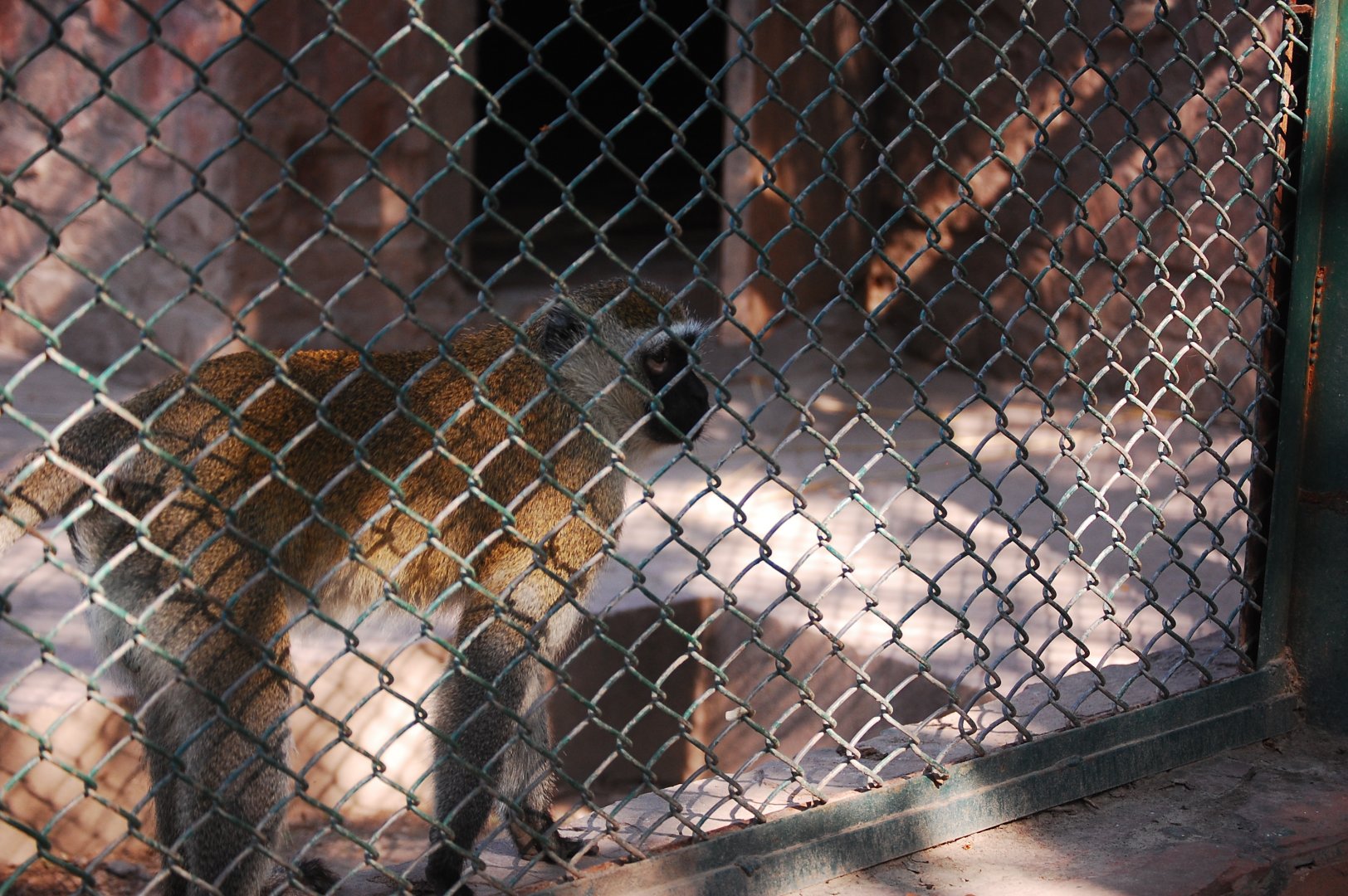 Vervet monkey - Lahore zoo 17/11/2019