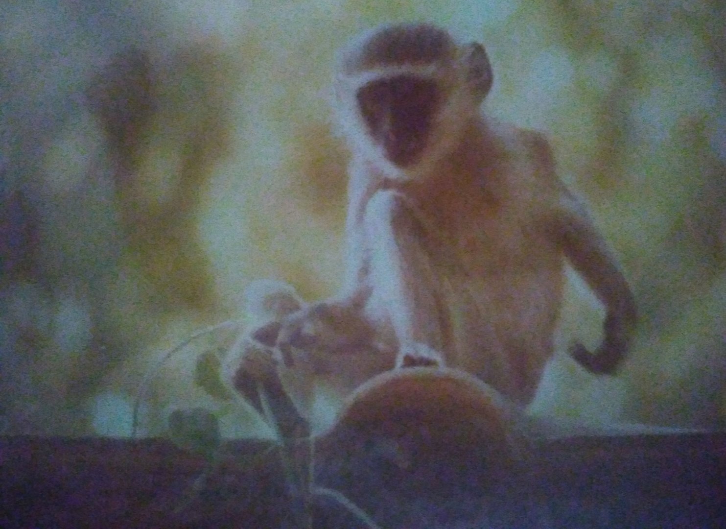 Vervet Monkey near the Zambezi River May 1983