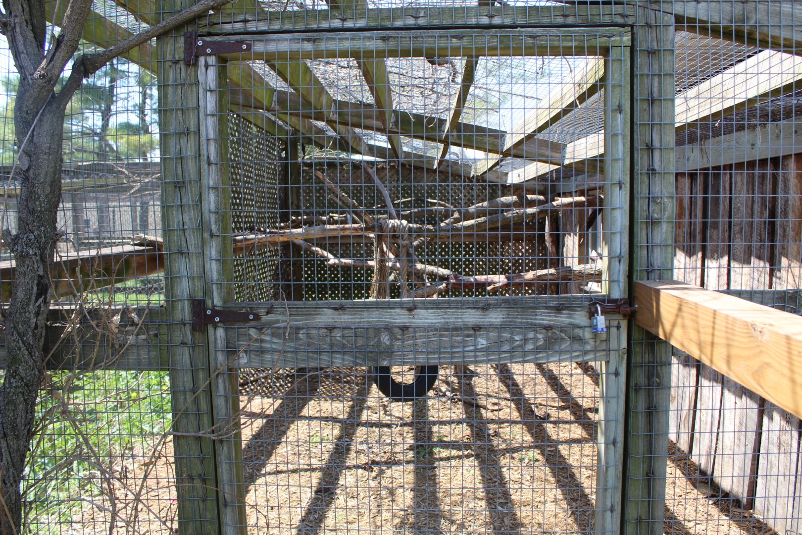 Vervet Monkey Outdoor Exhibit