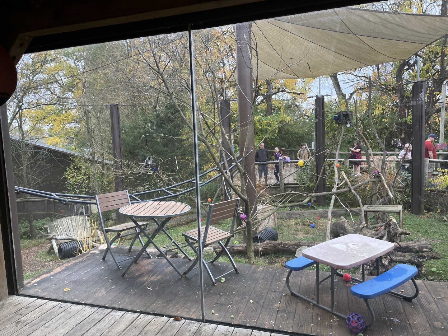 Vervet Monkey Tent Viewing Gallery- October 2023