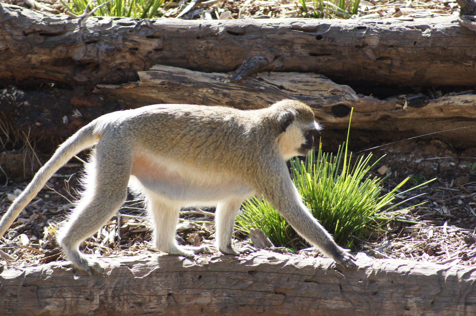 Vervet Monkey