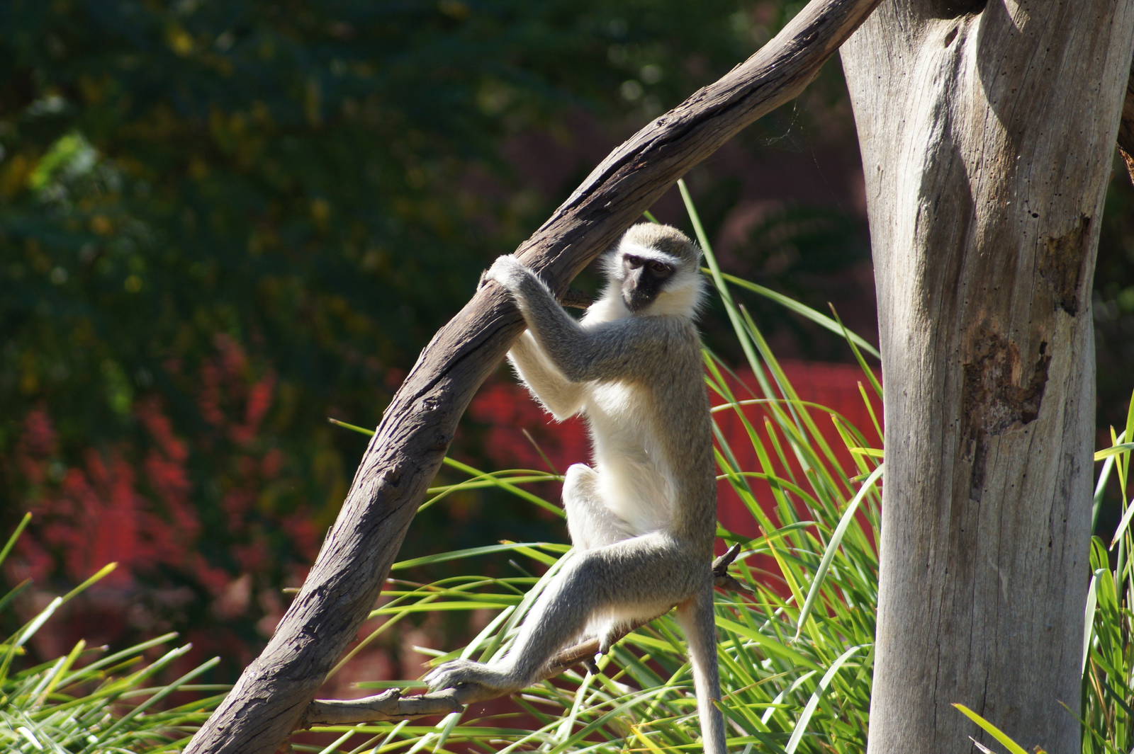 Vervet Monkey