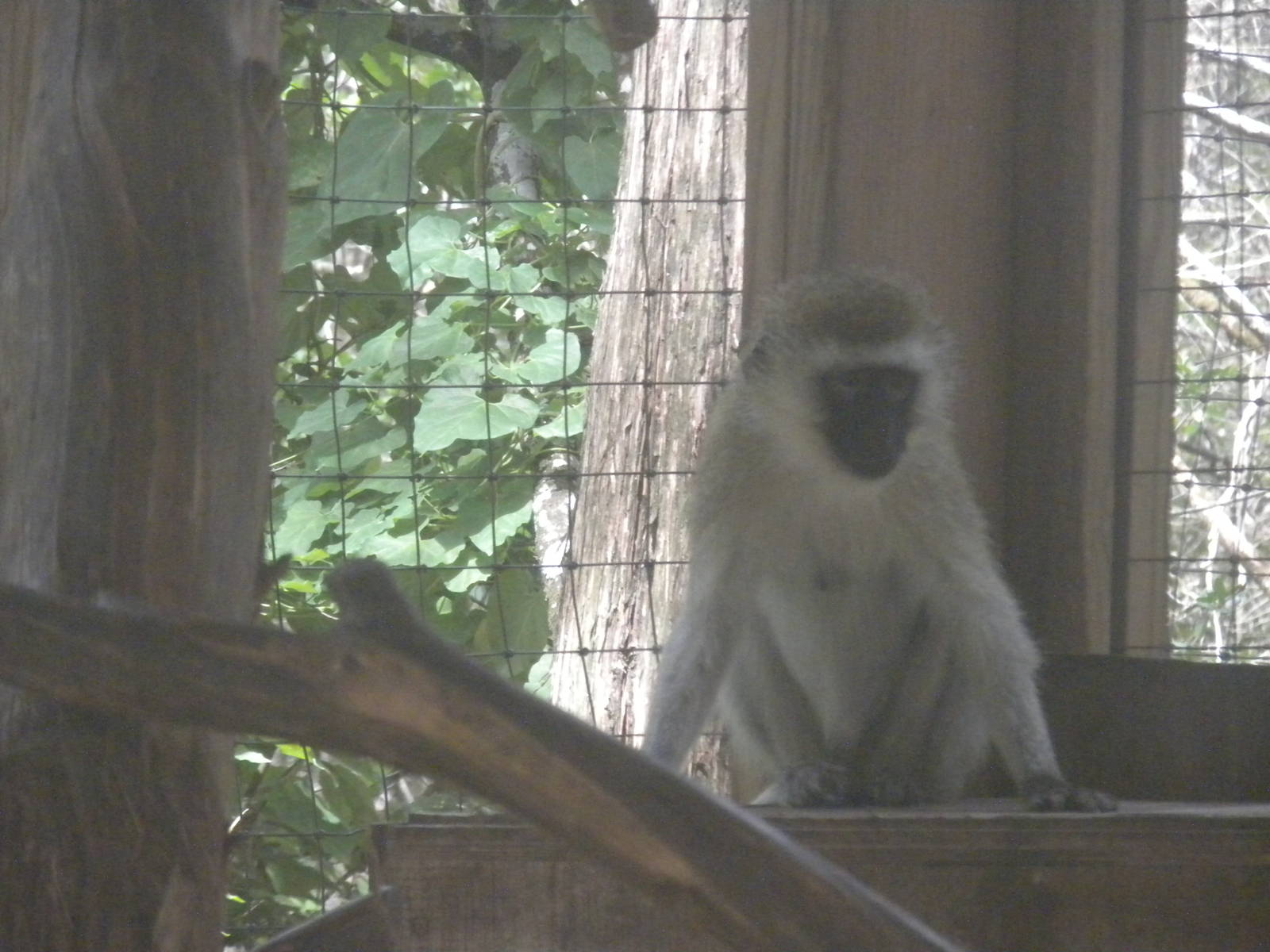 Vervet Monkey