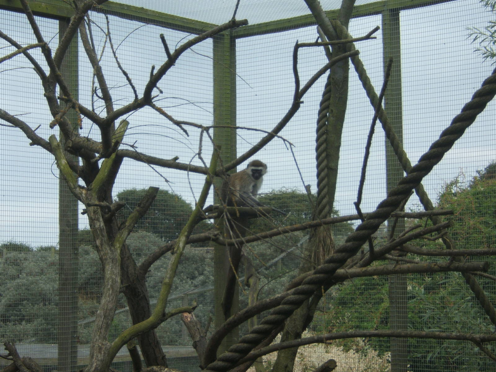 Vervet Monkey?