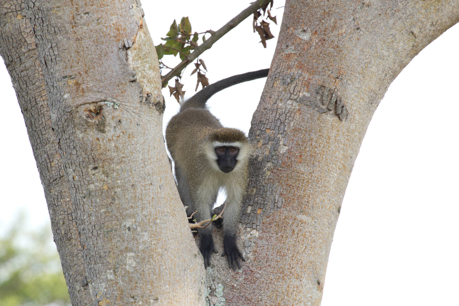 Vervet Monkey