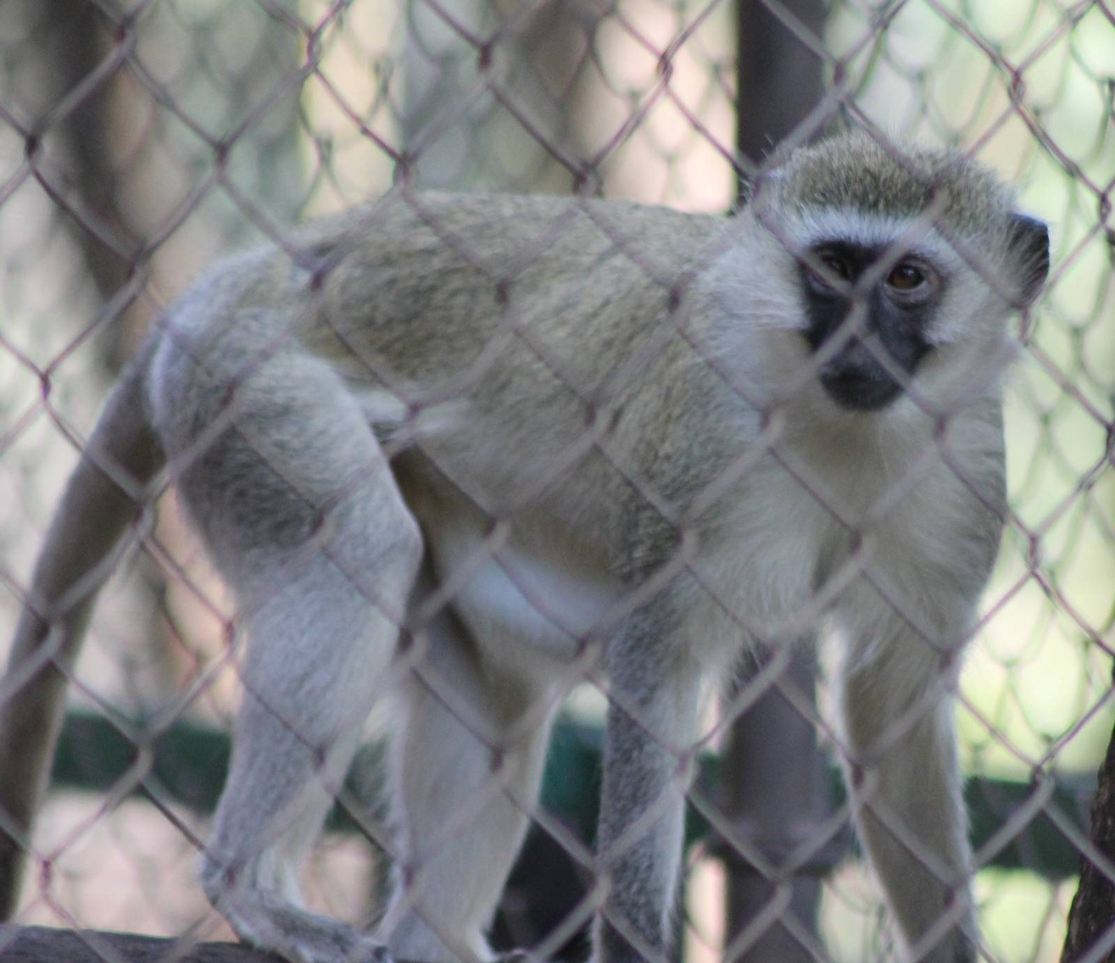 Vervet monkey