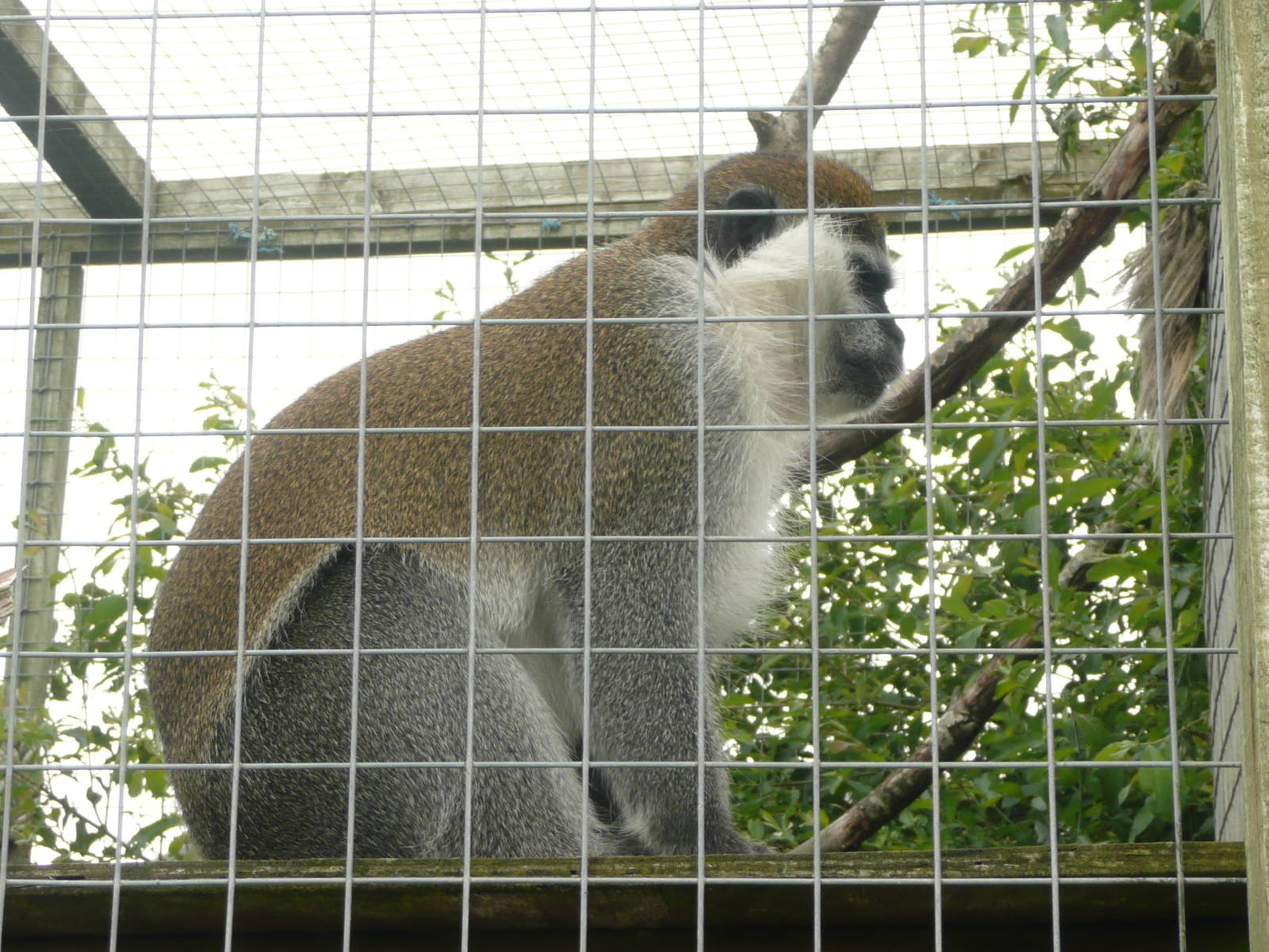 Vervet monkey