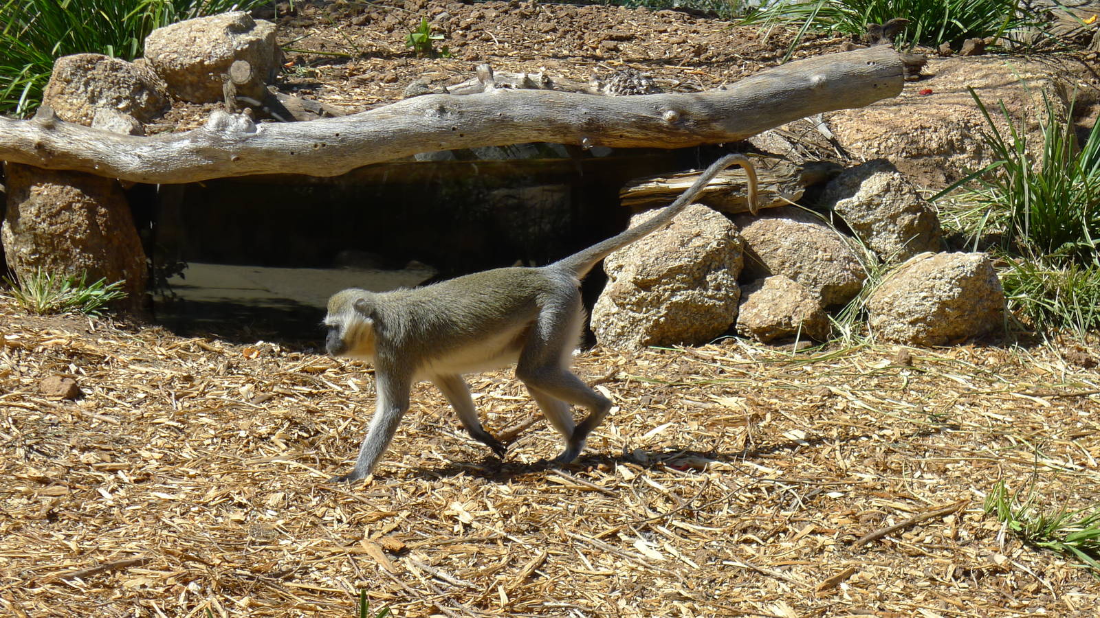 Vervet Monkey