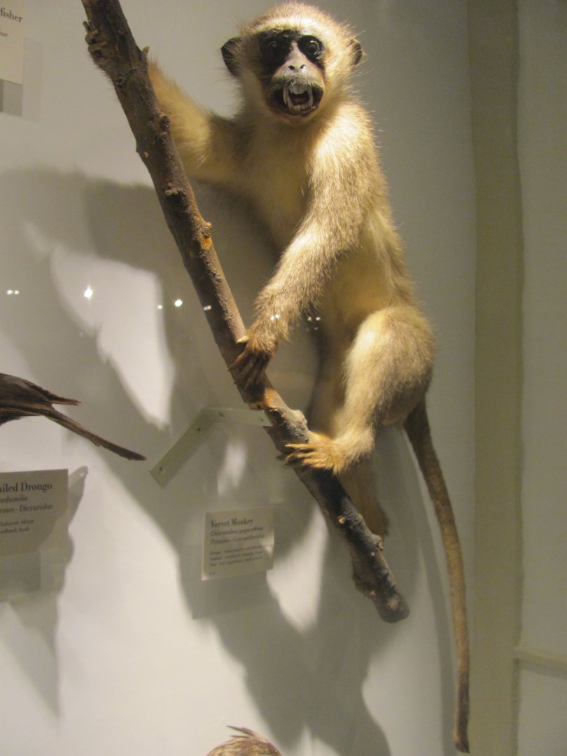 Vervet Monkey