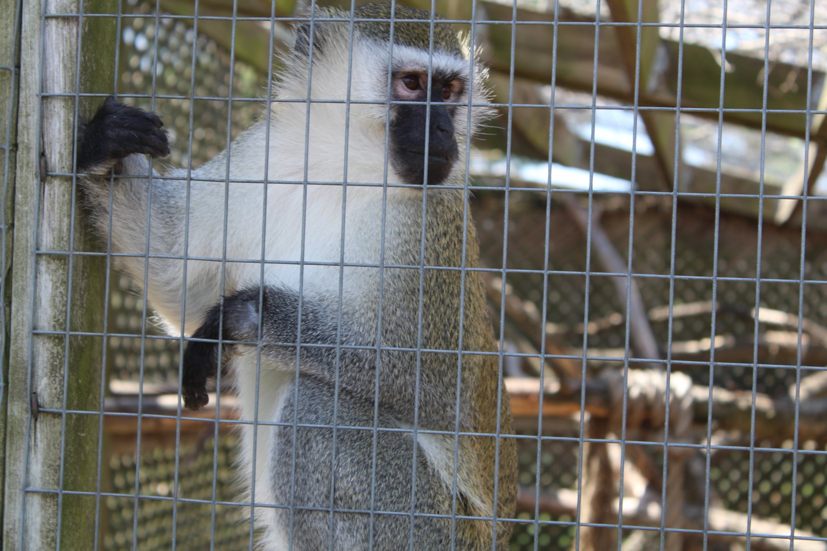 Vervet Monkey