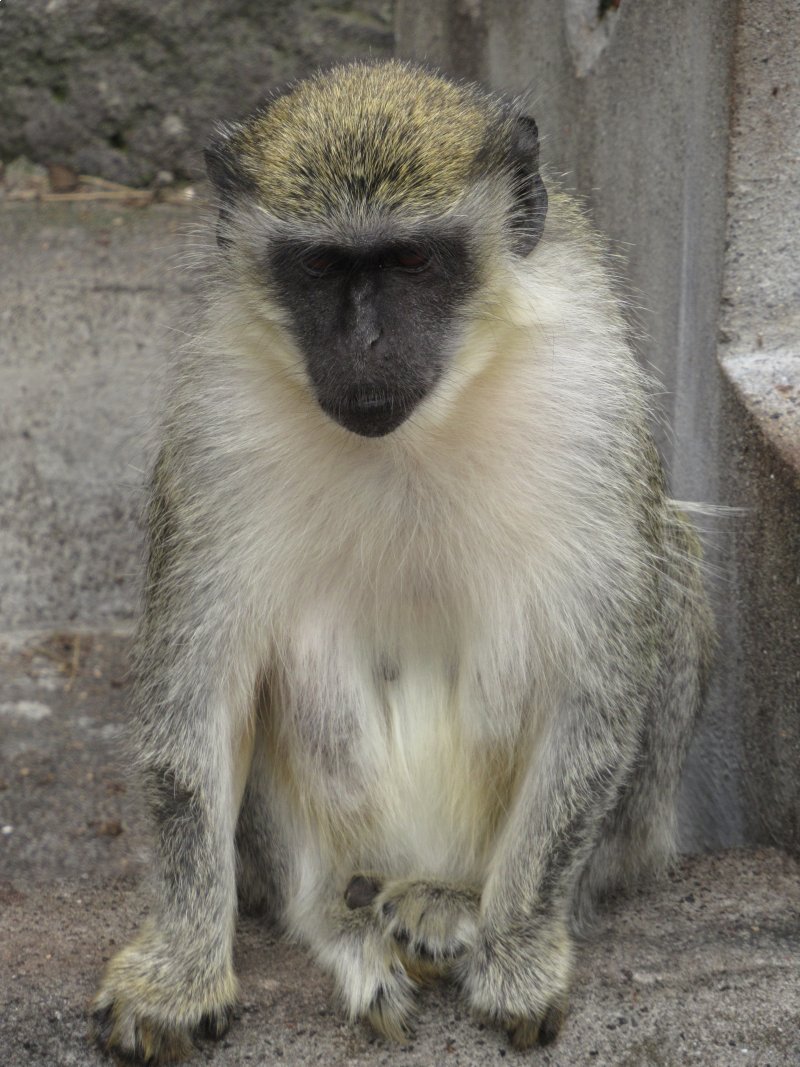 Vervet monkey?
