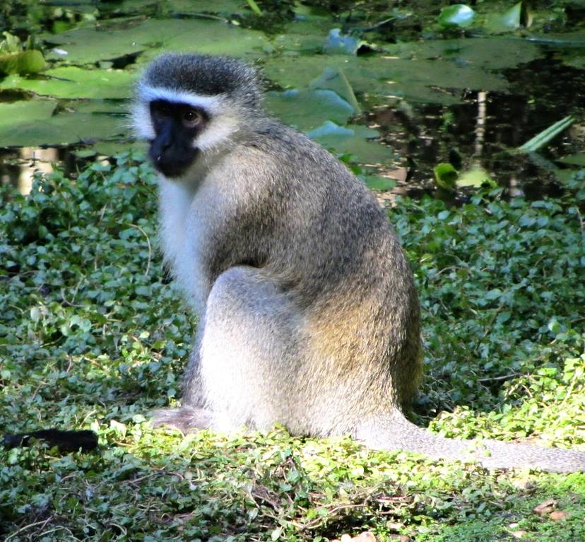 Vervet Monkey