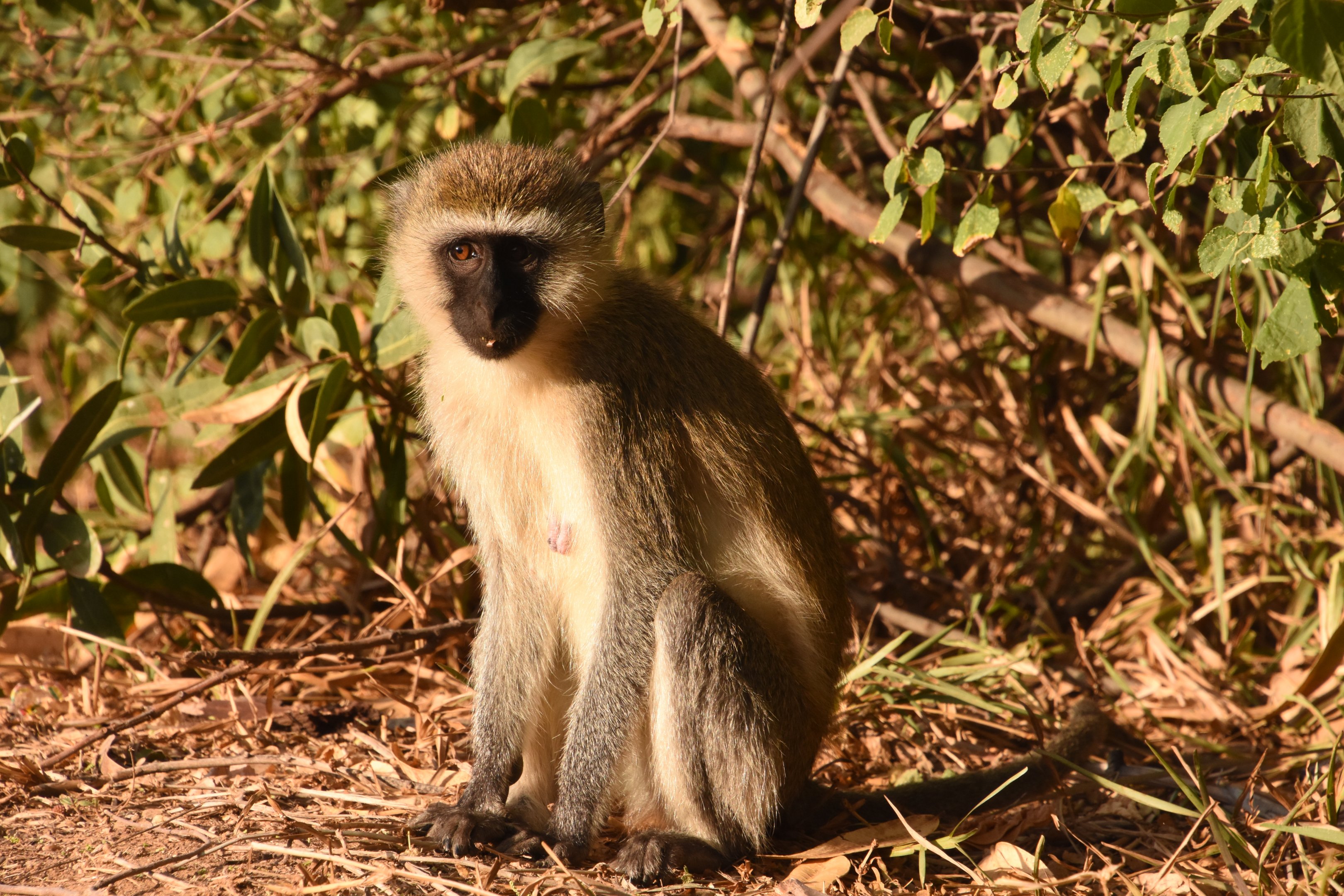 Vervet monkey
