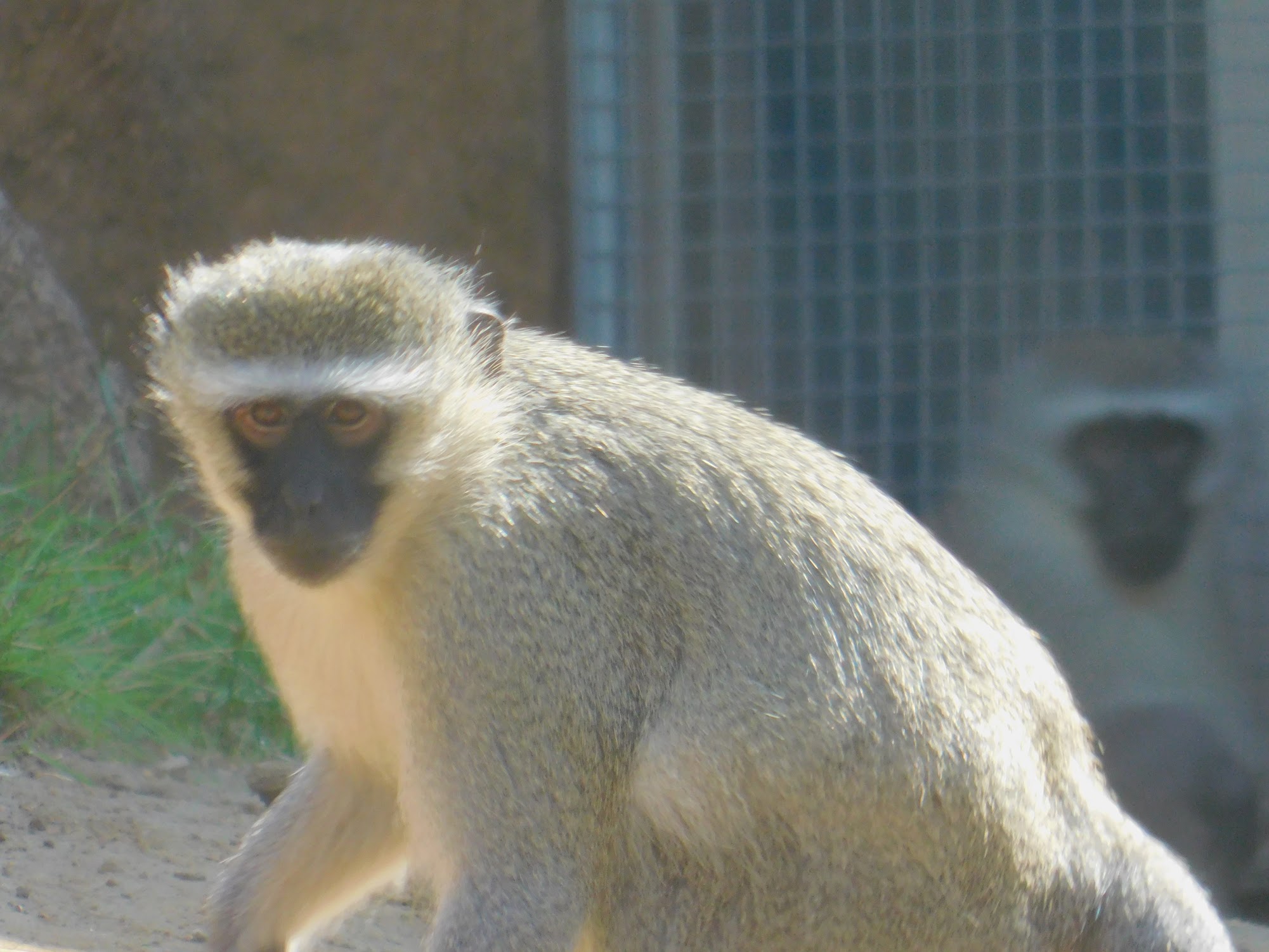 Vervet Monkey