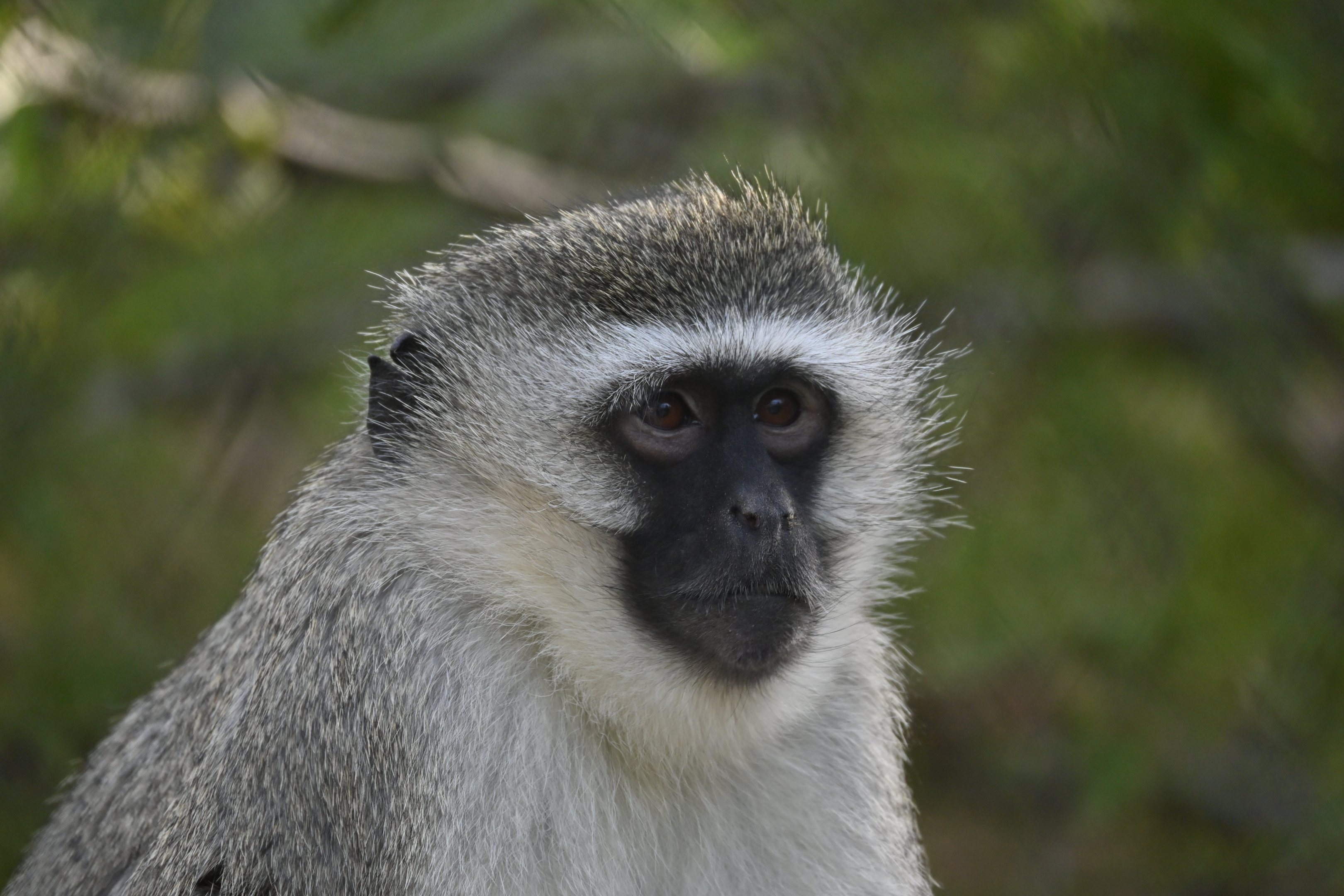 Vervet Monkey