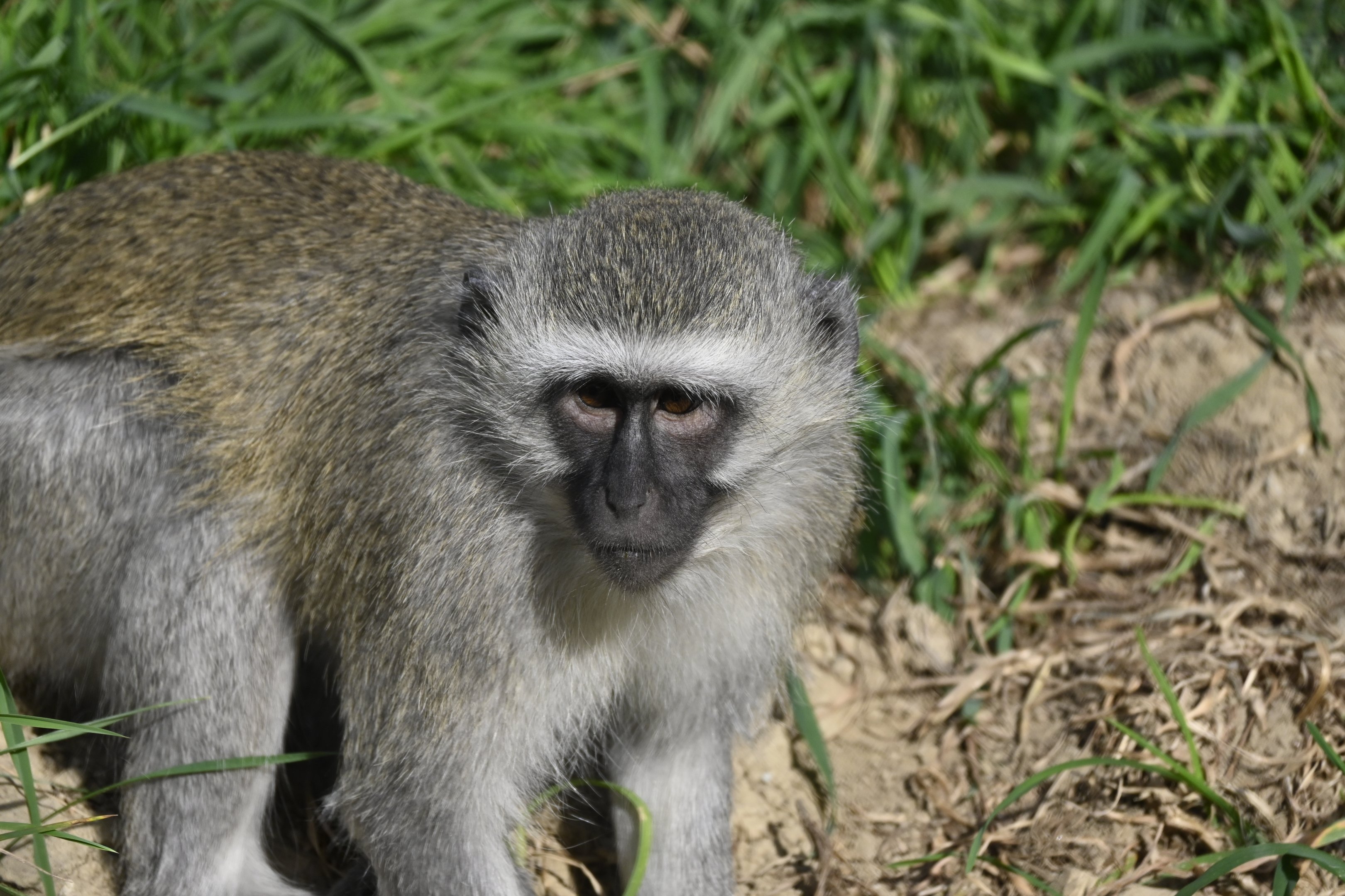 Vervet Monkey